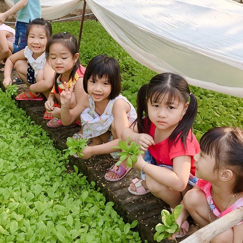 Các bạn nhỏ A4 hào hứng thu hoạch rau tại vườn trường